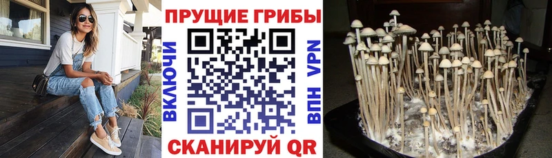 Галлюциногенные грибы Psilocybe  Гусиноозёрск 